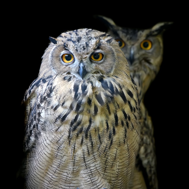 Close up two owl portrait  