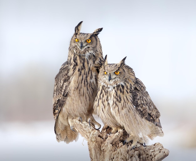 Photo close-up of two owls against blurred background