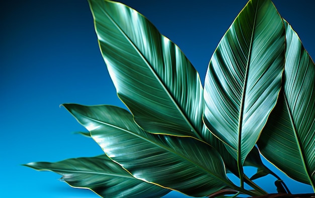 близко к двум пальмовым листьям на синем фоне