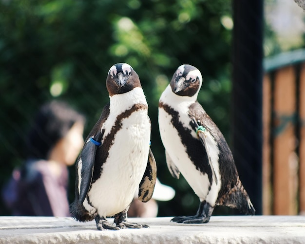 Close-up of two penguins