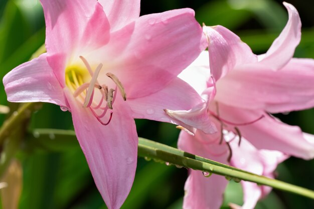 Close-up of two pink lily flowers with raindrops. Selective focus.