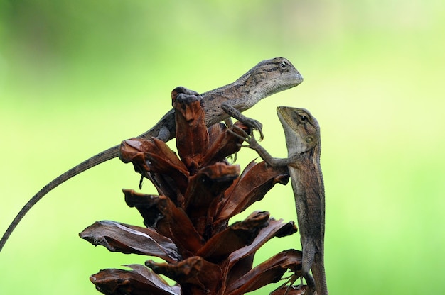 Foto close-up di due rettili in natura