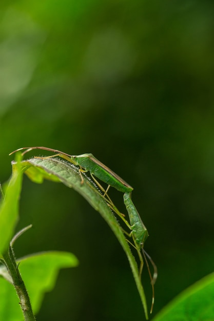 Close up of two shield bugs