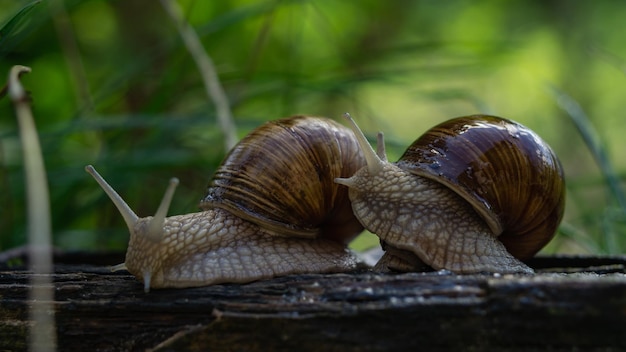 close up two snails on a blurred background