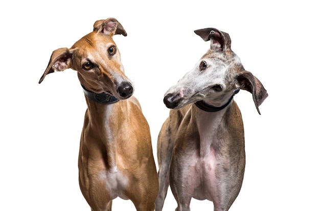 Close-up of two Spanish greyhound dogs, isolated