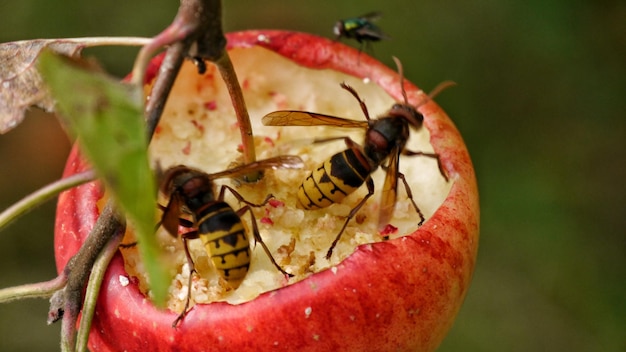 Close-up of two wasps eating from red apple which is hanging at twig