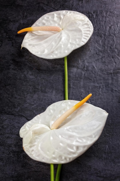 Photo close-up of two white cala flowers on dark background