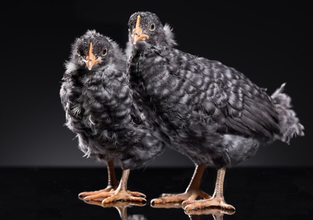 Photo close-up of two young black birds