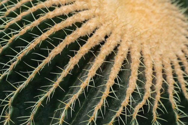 Close-up uitzicht op cactus