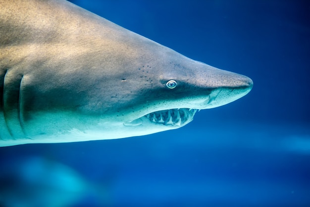 Foto primo piano del grande squalo bianco sott'acqua