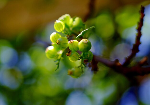 Photo close-up of unripe red currants on tree