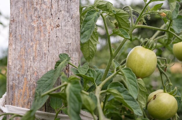 Photo close-up of unripe tomatoes