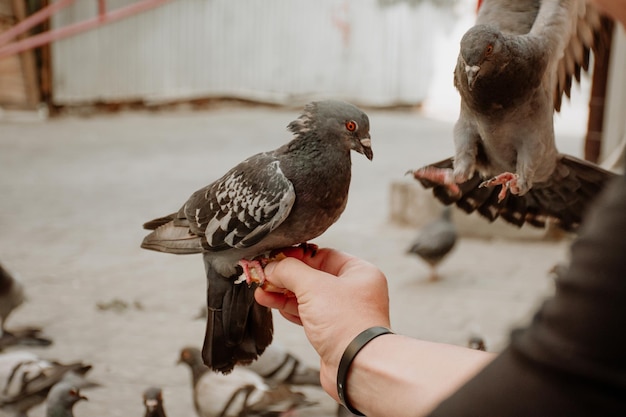 Close-up urban cute bird pigeon eating from human hands as a symbol of animal care