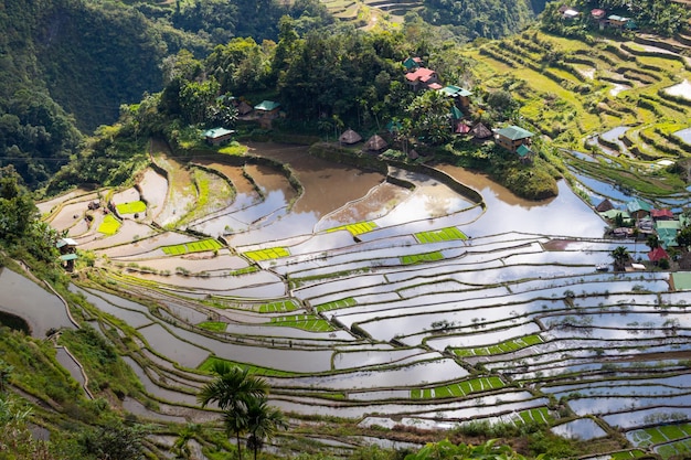 Close up on the valley with 2 000 years old rice terraces in the Batad Philippines background image with copy space for text