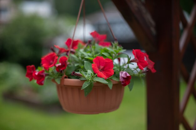 Close-up van aantrekkelijke hangende plantenbak met bloeiende petunia in patio, veranda, buitenbloemen, tuinieren, landhuislevensstijl, zomer, tuin, inkomen, succesconcept