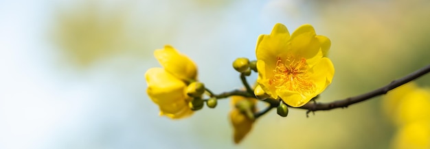 Close-up van aard gele en oranje bloem op onscherpe achtergrond onder zonlicht met bokeh