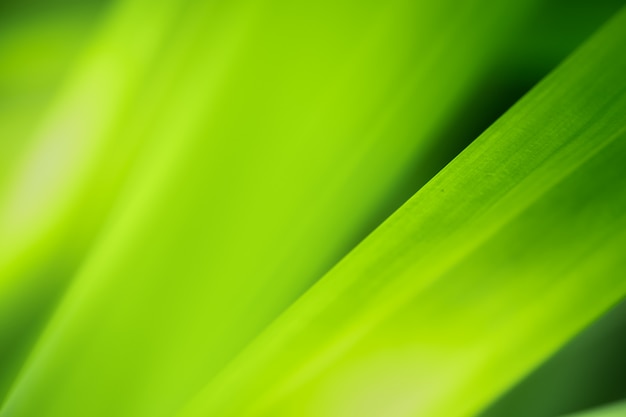 Close-up van aard groen blad en zonlicht met groen vage achtergrond