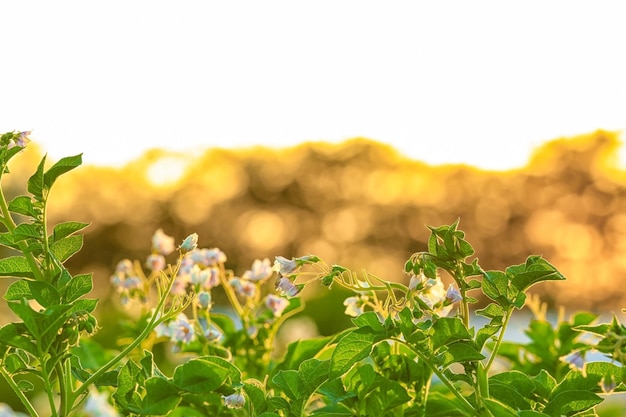 Close-up van aardappelstruiken op aanplanting