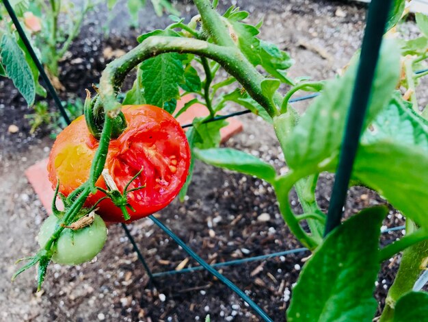 Foto close-up van aardbeien die op de plant groeien