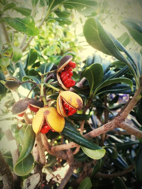 Foto close-up van aardbeien die op de plant groeien