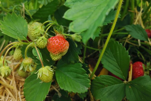 Close-up van aardbeien die op de plant groeien