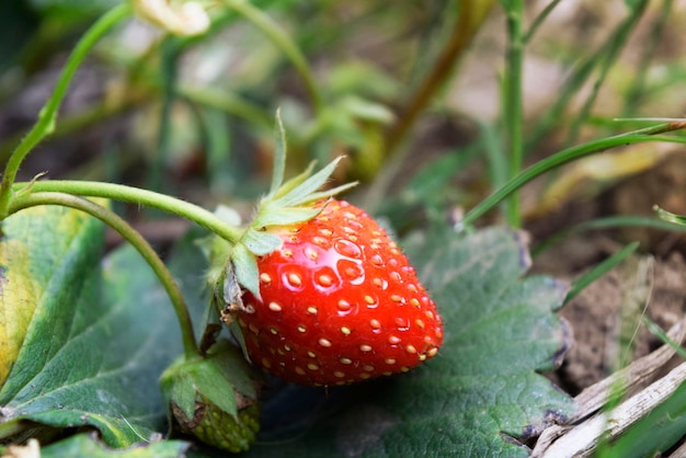 Close-up van aardbeien die op het veld groeien
