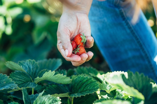 Close-up van aardbeien in de hand