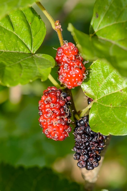 Close-up van aardbeien op boom