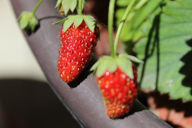 Close-up van aardbeien op de plant