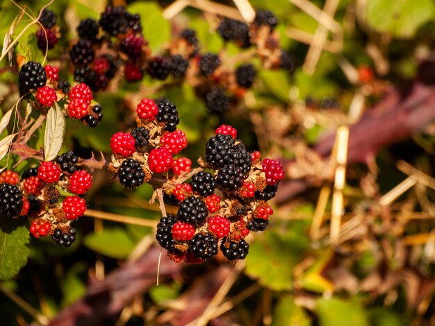 Foto close-up van aardbeien