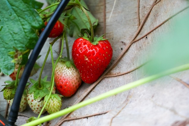 Close-up van aardbeien