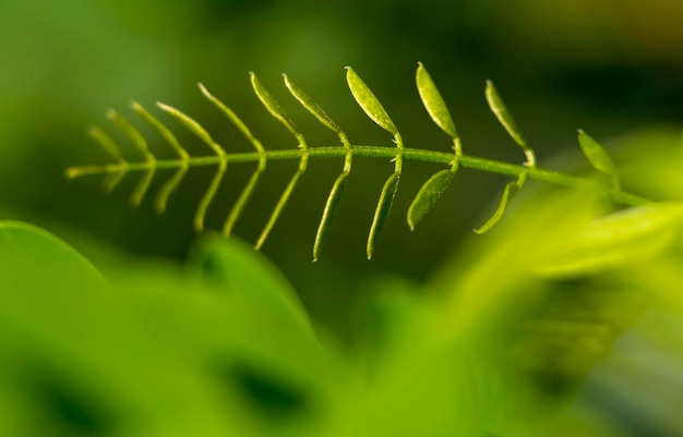 Close-up van acacia bladeren zwaaiend in de wind Groene achtergrond Zomerdag