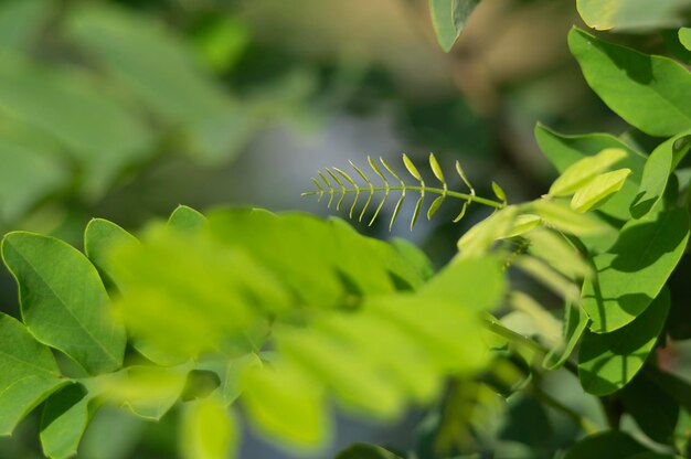 Close-up van acacia bladeren zwaaiend in de wind Groene achtergrond Zomerdag