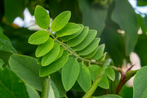 Close-up van acacia bladeren zwaaiend in de wind Groene achtergrond Zomerdag