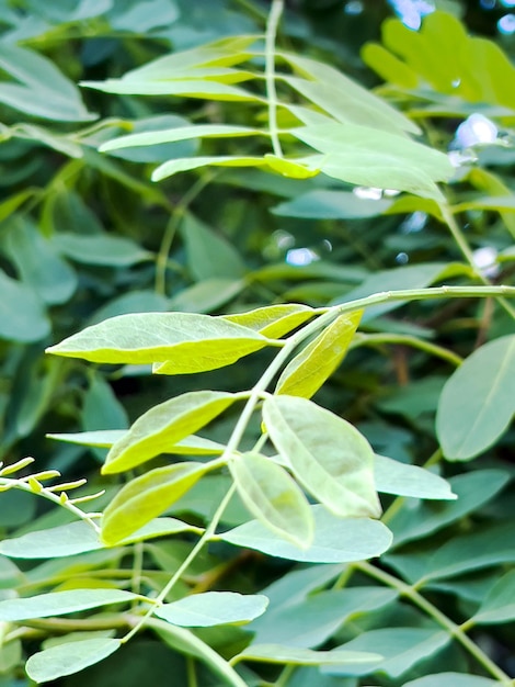 Close-up van acacia groene bladeren Acacia bladeren in de zomer