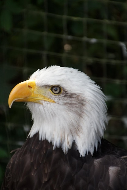 Foto close-up van adelaar genomen op de egle heights wildlife conservation wwweagleheightscouk