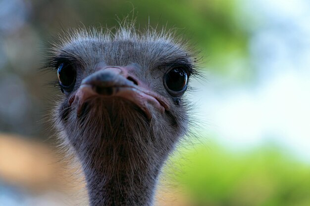 Close up van Afrikaanse struisvogel vogel hoofd op de wazige achtergrond