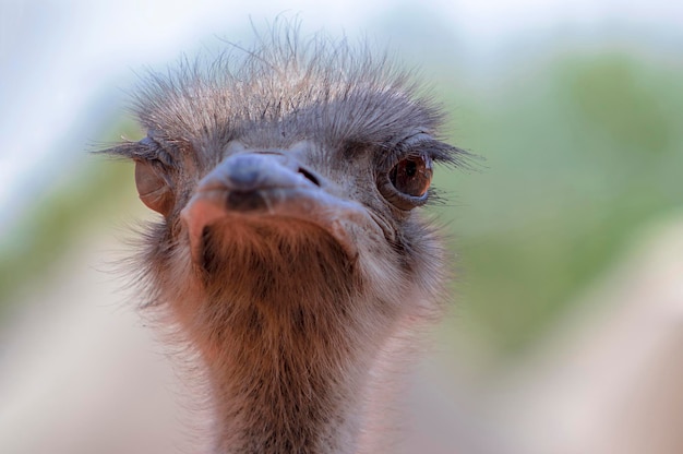 Close up van Afrikaanse struisvogel vogel hoofd op de wazige achtergrond