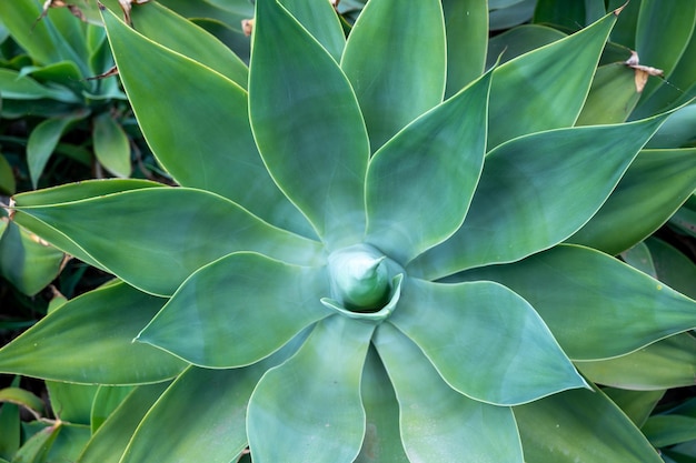 Close-up van agave plant achtergrond