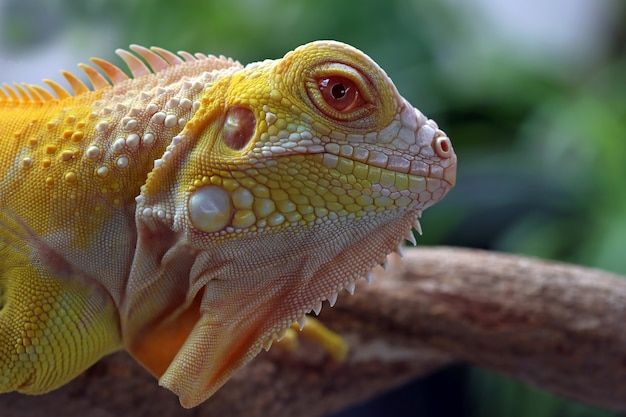 Close-up van Albino leguaan op hout