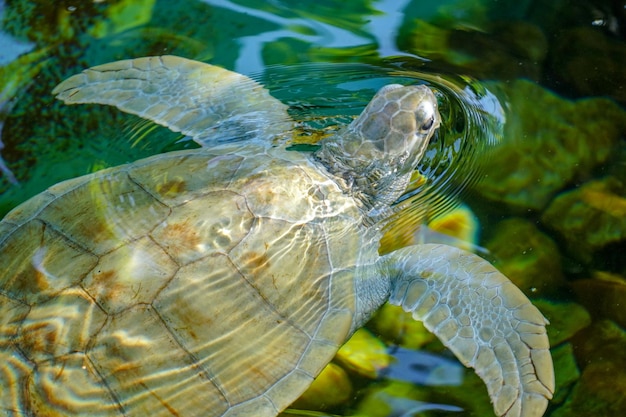 Close up van albino zeeschildpad Witte zeeschildpad zwemmen in helder water