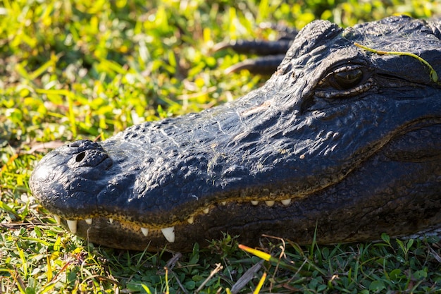 Close-up van alligator in Everglades