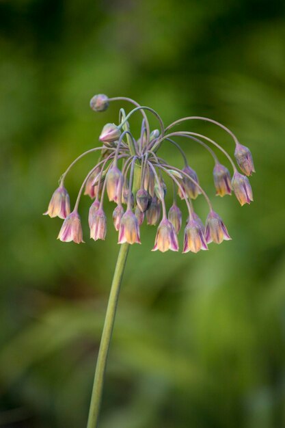 Foto close-up van allium