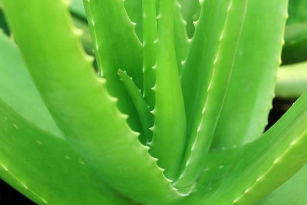 Foto close up van aloë vera plant die groeit in de tuin