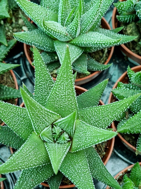 Close up van aloë vera plant in pot met waterdruppels