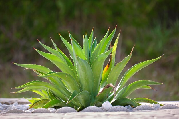 Close-up van aloë vera plant met grote groene bladeren die op zonnige dag buiten groeien