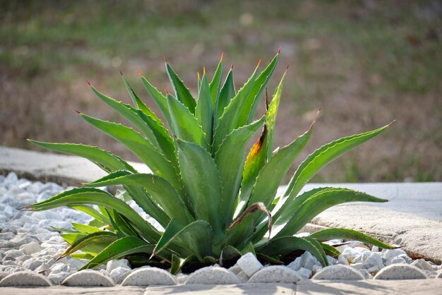 Close-up van aloë vera plant met grote groene bladeren die op zonnige dag buiten groeien