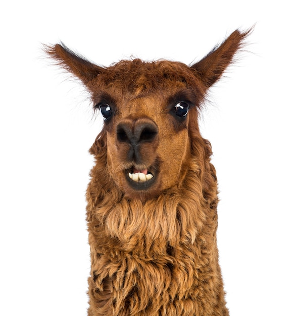 Close-up van Alpaca glimlachen