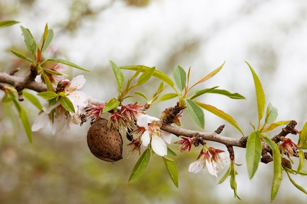 Close-up van amandelboom in bloei met fruit van het voorgaande jaar met copyspace