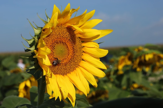 Close-up van ananas